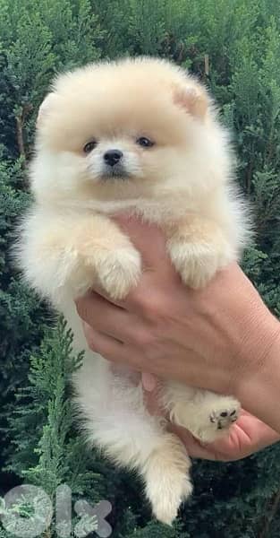 Fluffiest & Imported Teacup Pomeranian DELIVERY dog كلاب 0