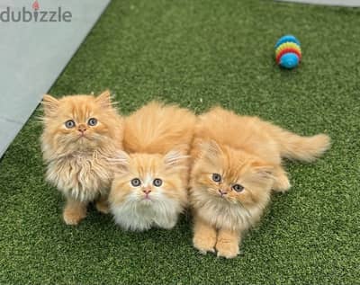Beautiful Persian orange ginger kittens / cats /قطط