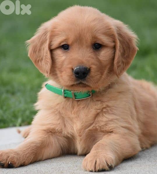 Golden Retriever Puppies/ dog كلاب 0