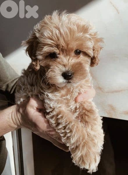 Maltipoo Small Puppies/ dogs /كلاب 0