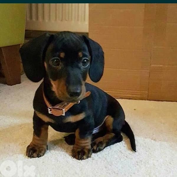 Mini Dachshund/ Sausage Imported Puppy pure breed dog كلاب DELIVERY 0