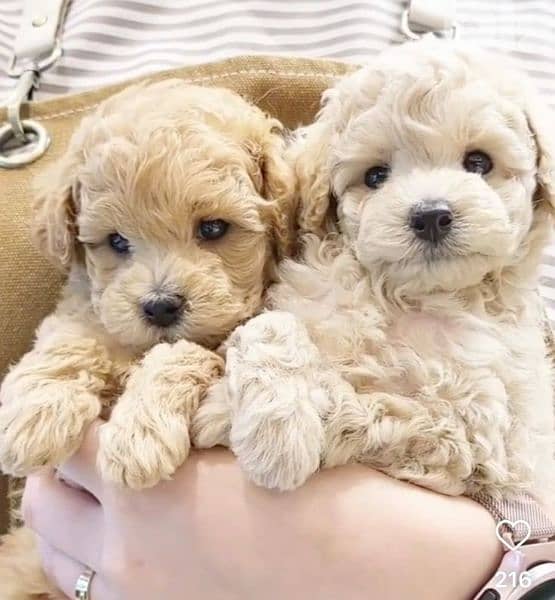 Maltipoo Light Brown & Cream Puppies Available/ dog كلاب 0