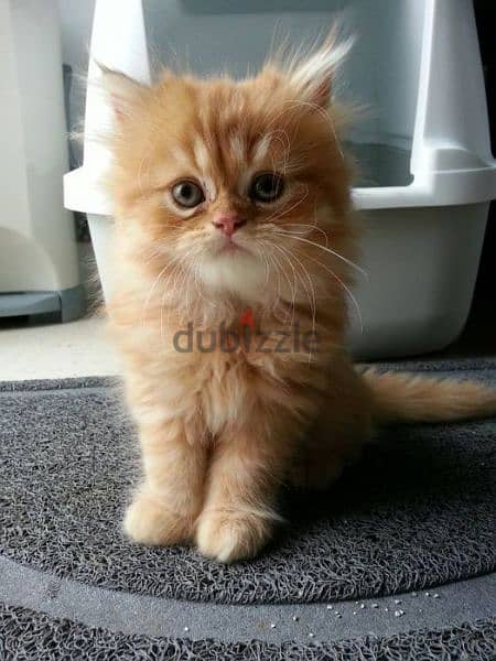 Orange Cute Persian Kitten قطط cat 0