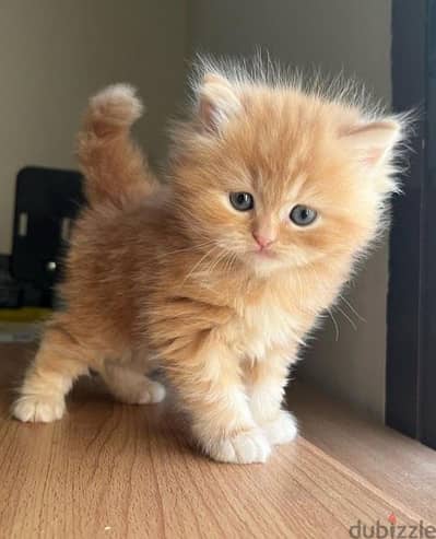 Persian kitten Orange / cat قطط