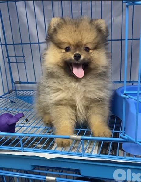 Pomeranian spitz Teacup imported available in store or delivery كلب 0