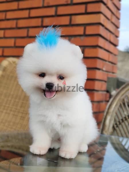 Pomeranian teacup white puppy STAYS SMALL pure Delivery  Dogكاب كلاب 0