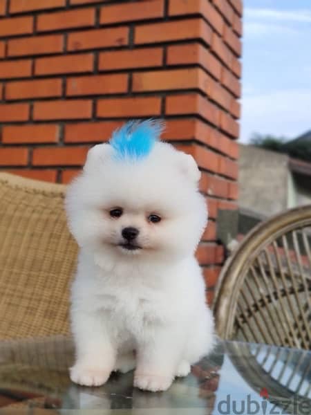 Pomeranian teacup white puppy STAYS SMALL pure Delivery  Dogكاب كلاب 1