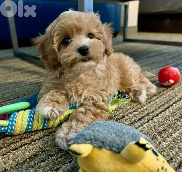 Maltipoo Cute Puppies/ dog كلاب/ Delivery available 0