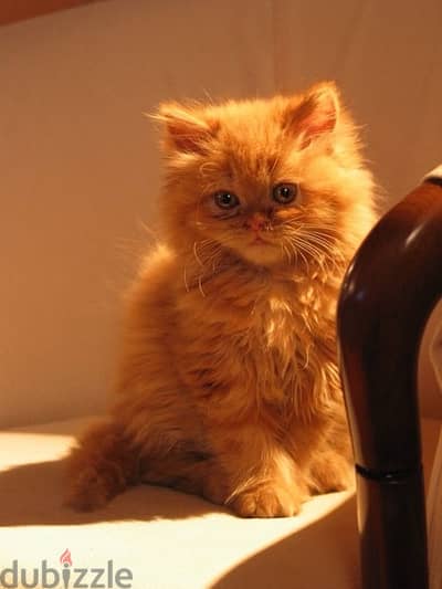 Beautiful Blue eyes Persian orange kitten long hair / Cat / Delivery