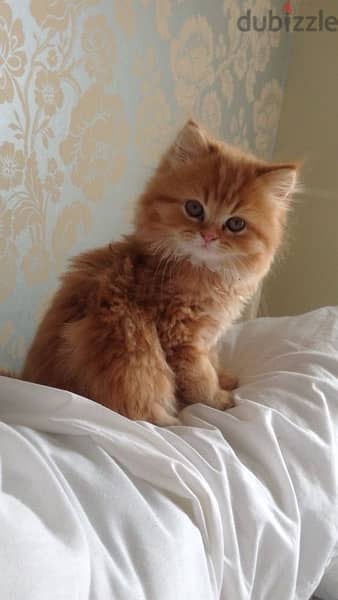 Beautiful Blue eyea Persian orange kitten long hair / Cat / Delivery