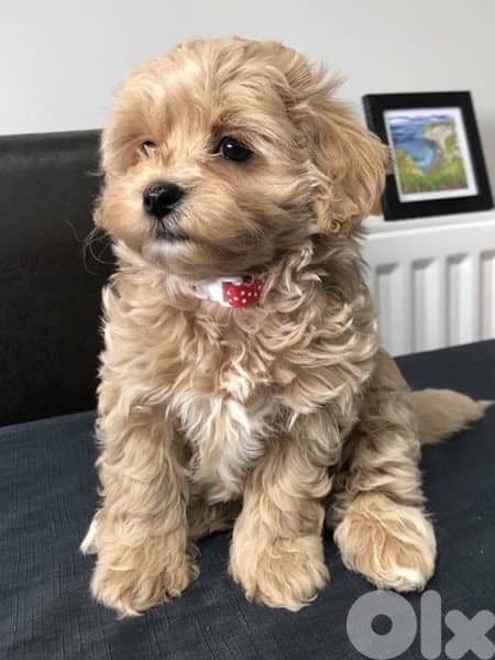 Maltipoo imported Delivery Available 0