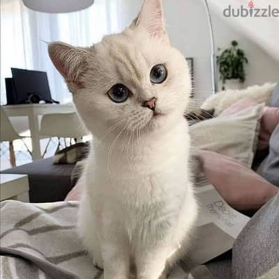 British Shorthair Silver Kitten / cat قطط