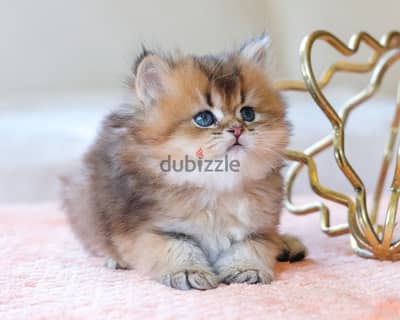 Imported British Golden Chinchilla longhair Kitten