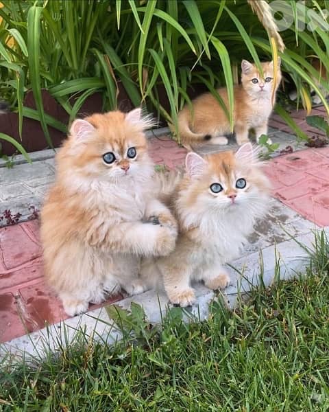 British Golden Chinchilla Kitten Delivery Imported 0