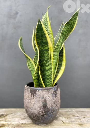 Snake plant/ sanseveria 1