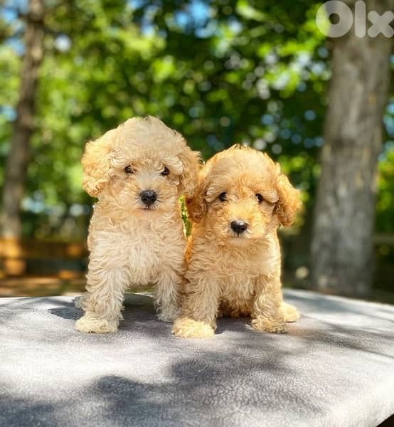Maltipoo puppy Dog Delivery 0