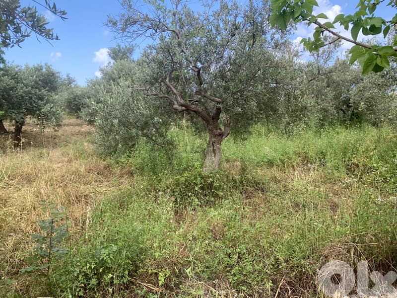 RWB127NK - Land for sale in Jeddayel Jbeil 1