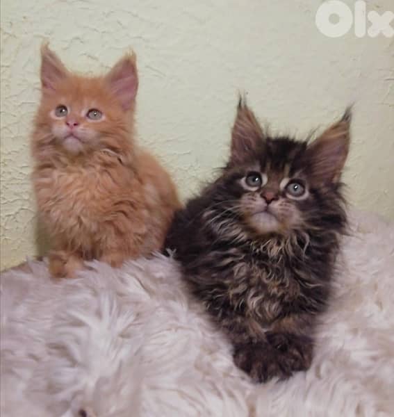 Maine Coon imported ON ORDER pure breed kitten / Cat / قطط 0