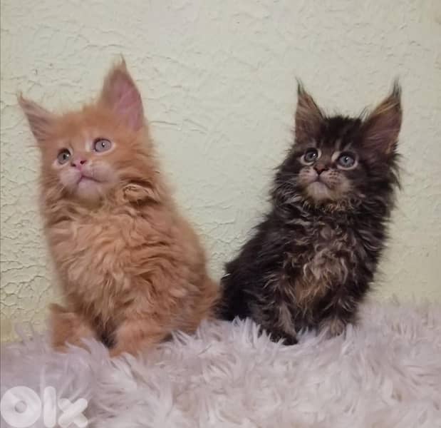 Maine Coon imported ON ORDER pure breed kitten / Cat / قطط 1
