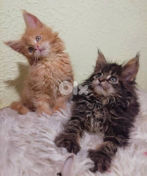 Maine Coon imported ON ORDER pure breed kitten / Cat / قطط 2