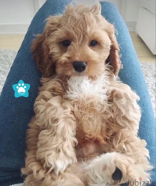 Beautiful Goldendoodle imported pure breed puppy / dog / كلاب 0