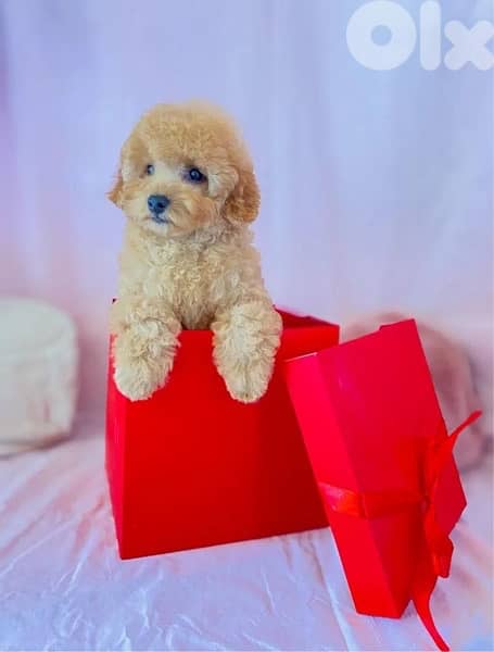 Imported Labradoodle Mini pure breed puppy dog كلاب 0