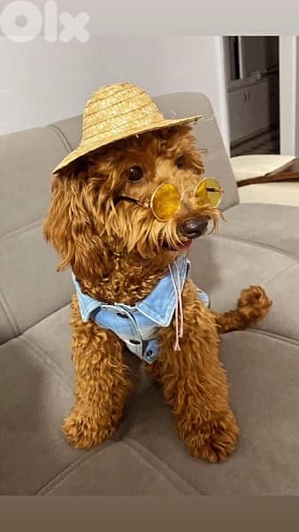 Goldendoodle Miniature pure breed puppy / dog / كلاب 0