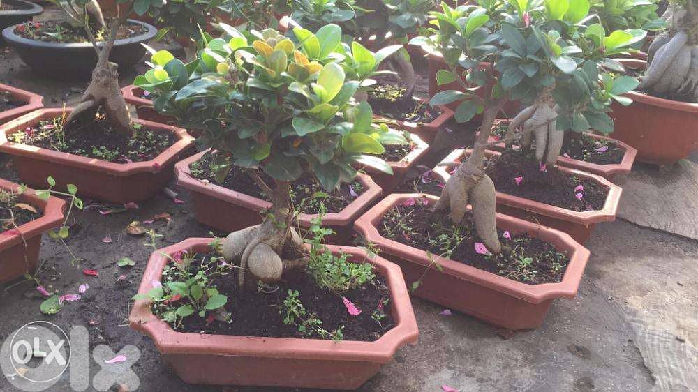 bonsai ficus 0