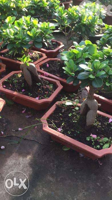 bonsai ficus 1