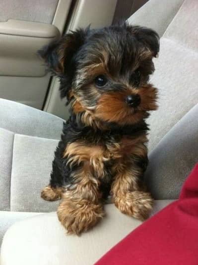 Yorkshire Puppies/ dog/ كلاب