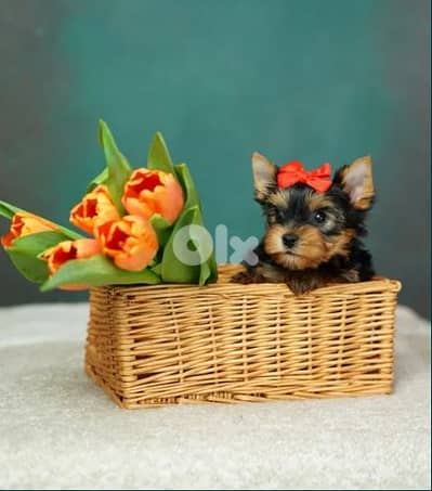 Yorkshire Terrier Mini Puppy / Dog / كلاب