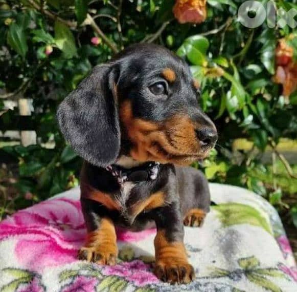 Dachshund Puppies Imported / available in store/ delivery/ dog كلاب 0
