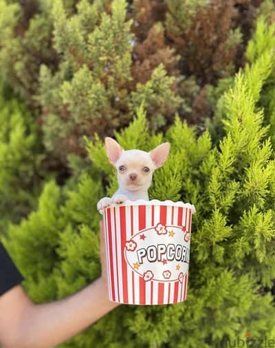 Mini Chihuahua puppy / dog كلاب / Delivery