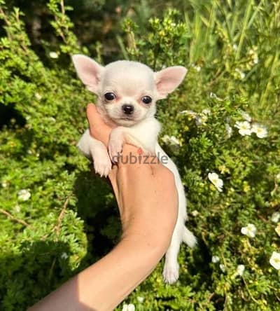 Small Chihuahua puppy DELIVERY dog كلاب