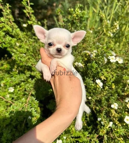 Small Chihuahua puppy DELIVERY dog كلاب 0