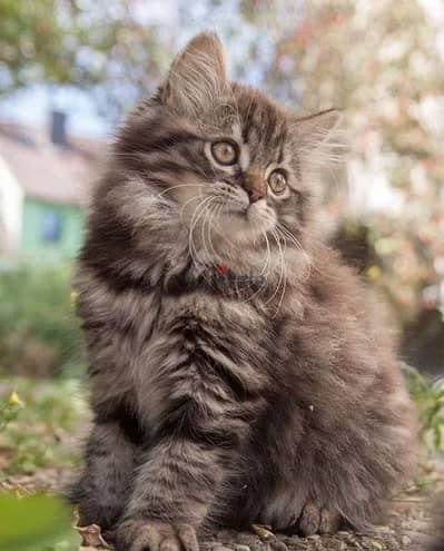 Siberian Kitten Gold / cat قطط