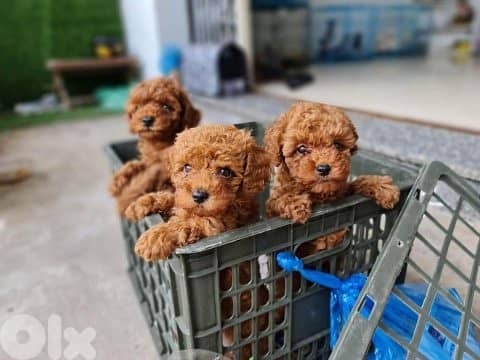 Poodle Puppies/ Available in Shop/ Delivery /dog كلاب 0