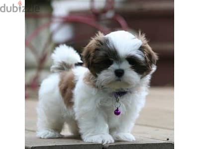 Shih Tzu Puppies/ Available in Shop/ Delivery! Dog / كلاب