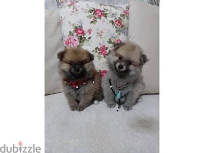 Spitz Pomeranian Puppies/ Available in Shop/ Delivery! Dog / كلاب