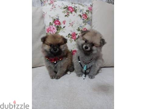 Spitz Pomeranian Puppies/ Available in Shop/ Delivery! Dog / كلاب 0