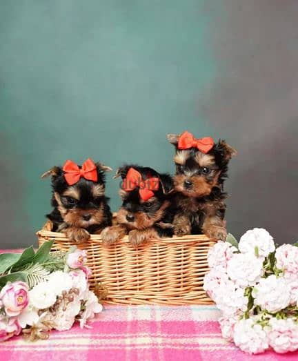 Teacup Yorkshire Puppies/ Available in Shop/ Delivery! Dog / كلاب 0