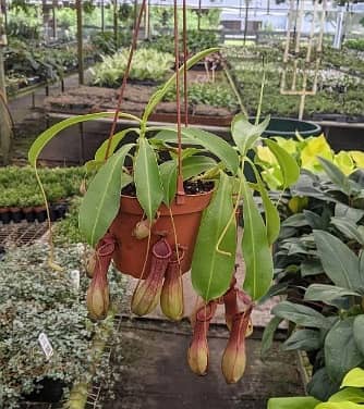 Carnivorous Pitcher plant 2