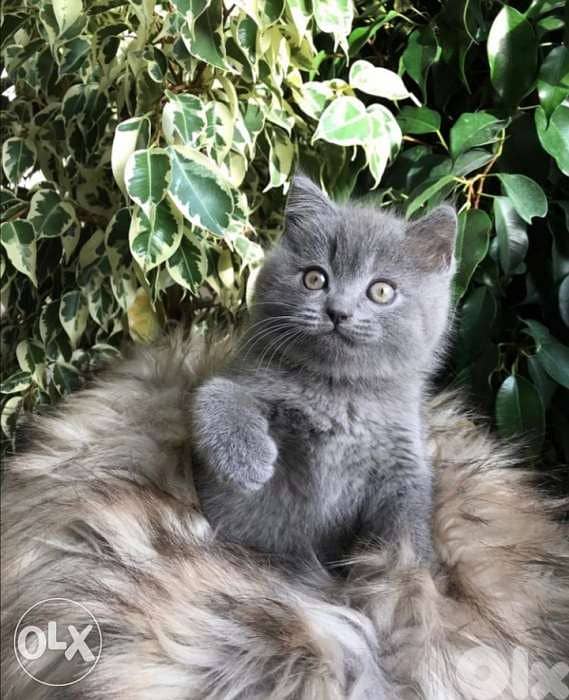 British Short Hair kitten /cat DELIVERY 0