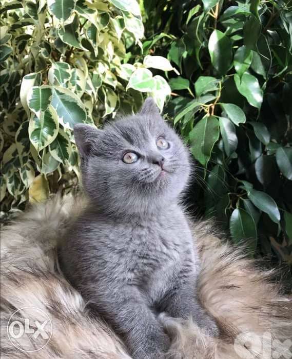 British Short Hair kitten /cat DELIVERY 1
