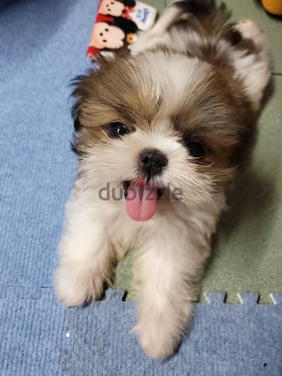 Shih Tzu Puppies/ Available in Shop/ Delivery Dog / كلاب