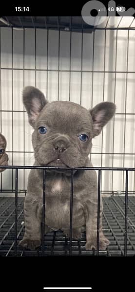 Blue French Bulldog Puppy Dog كلاب Delivery available 0