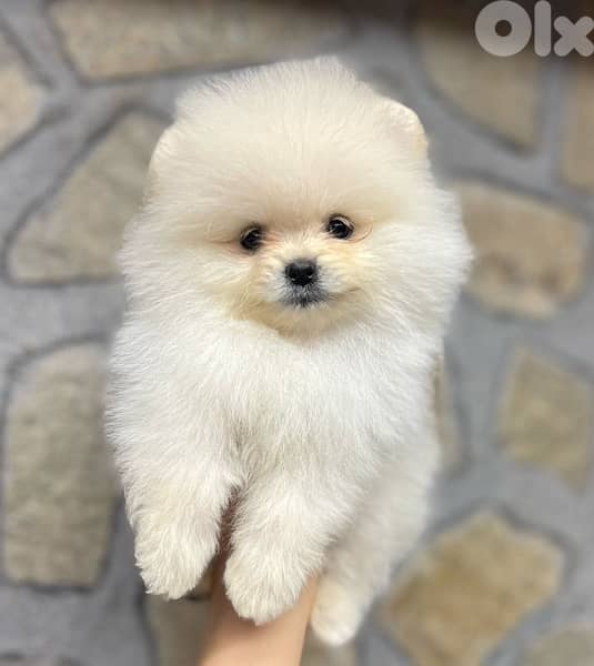 Imported SMALL Pomeranian puppy pure breed delivery available كلاب 0