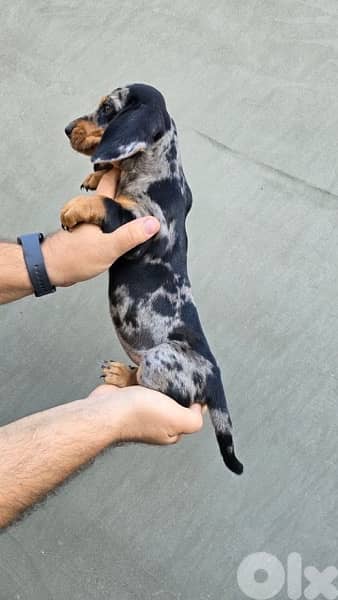 Imported Dachshund Dapple puppy dog sausage AVAILABLE 1
