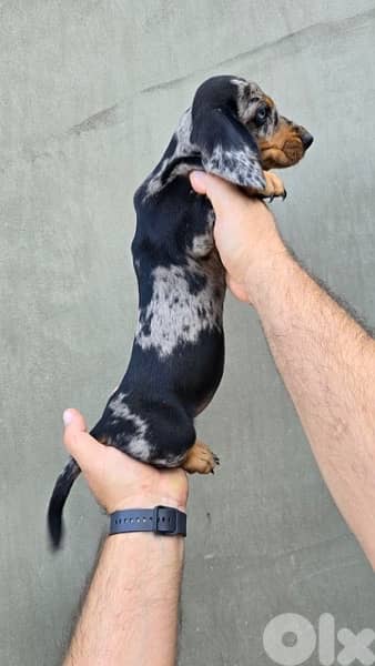 Imported Dachshund Dapple puppy dog sausage AVAILABLE 2