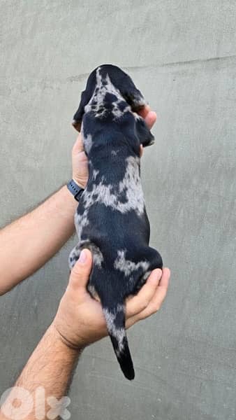 Imported Dachshund Dapple puppy dog sausage AVAILABLE 3